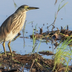 Mangrovinis kūdrinis garnys - Ardeola grayii | Fotografas Gintautas Steiblys
