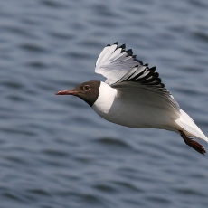 Rudagalvis kiras - Chroicocephalus ridibundus | Fotografas Gintautas Steiblys