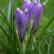Pavasarinis krokas - Crocus vernus | Fotografas Gintautas Steiblys