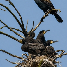 Didysis kormoranas - Phalacrocorax carbo | Fotografas Gintautas Steiblys