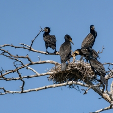 Didieji kormoranai - Phalacrocorax carbo | Fotografas Gintautas Steiblys