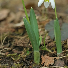 Baltoji snieguolė - Galanthus nivalis | Fotografas Gintautas Steiblys