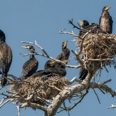 Didieji kormoranai - Phalacrocorax carbo | Fotografas Gintautas Steiblys