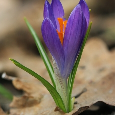 Pavasarinis krokas - Crocus vernus | Fotografas Gintautas Steiblys