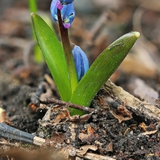 Sibirinė scylė - Scilla siberica | Fotografas Gintautas Steiblys