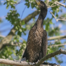 Didysis kormoranas - Phalacrocorax carbo, juv. | Fotografas Gintautas Steiblys