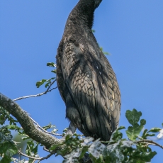 Didysis kormoranas - Phalacrocorax carbo | Fotografas Gintautas Steiblys