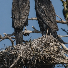 Didieji kormoranai - Phalacrocorax carbo | Fotografas Gintautas Steiblys