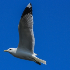 Paprastasis kiras - Larus canus | Fotografas Gintautas Steiblys