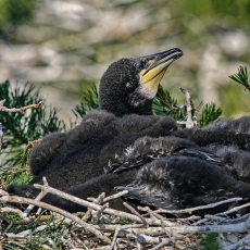 Didysis kormoranas - Phalacrocorax carbo, juv. | Fotografas Gintautas Steiblys