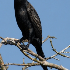 Didysis kormoranas - Phalacrocorax carbo | Fotografas Gintautas Steiblys