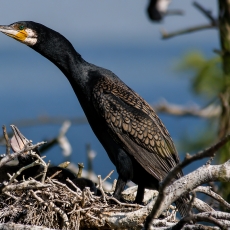 Didysis kormoranas - Phalacrocorax carbo | Fotografas Gintautas Steiblys
