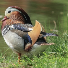 Mandarininė antis - Aix galericulata ♂ | Fotografas Gintautas Steiblys