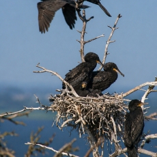 Didysis kormoranas - Phalacrocorax carbo | Fotografas Gintautas Steiblys