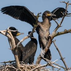 Didysis kormoranas - Phalacrocorax carbo | Fotografas Gintautas Steiblys