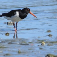 Paprastoji jūršarkė - Haematopus ostralegus | Fotografas Gintautas Steiblys