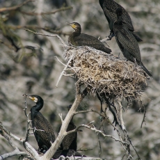 Didysis kormoranas - Phalacrocorax carbo | Fotografas Gintautas Steiblys