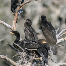 Didysis kormoranas - Phalacrocorax carbo, juv. | Fotografas Gintautas Steiblys