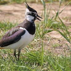 Paprastoji pempė - Vanellus vanellus | Fotografas Gintautas Steiblys