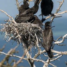 Didysis kormoranas - Phalacrocorax carbo | Fotografas Gintautas Steiblys