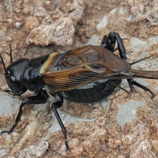 Dvidėmis svirplys - Gryllus bimaculatus ♂ | Fotografas Gintautas Steiblys