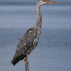 Pilkasis garnys - Ardea cinerea | Fotografas Gintautas Steiblys
