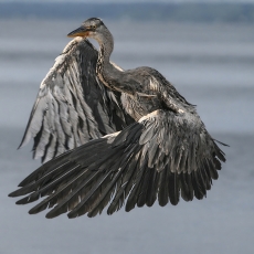 Pilkasis garnys - Ardea cinerea | Fotografas Gintautas Steiblys