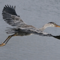 Pilkasis garnys - Ardea cinerea | Fotografas Gintautas Steiblys