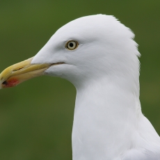 Sidabrinis kiras - Larus argentatus (portretas) | Fotografas Gintautas Steiblys