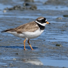 Jūrinis kirlikas - Charadrius hiaticula | Fotografas Gintautas Steiblys