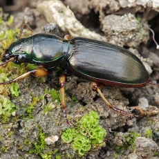Žygis - Broscus nobilis | Fotografas Gintautas Steiblys