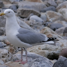 Sidabrinis kiras - Larus argentatus | Fotografas Gintautas Steiblys