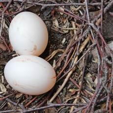 Naminio karvelio - Columba livia var. domestica kiaušiniai | Fotografas Gintautas Steiblys