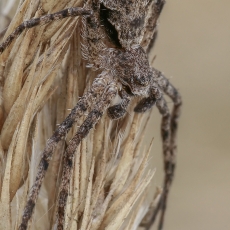 Kamieninis vikrūnas - Philodromus margaritatus | Fotografas Gintautas Steiblys