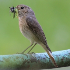 Paprastoji raudonuodegė - Phoenicurus phoenicurus ♀ | Fotografas Gintautas Steiblys