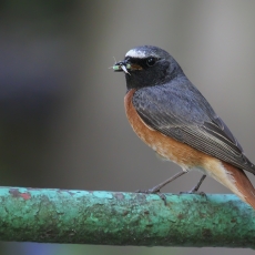 Paprastoji raudonuodegė - Phoenicurus phoenicurus ♂ | Fotografas Gintautas Steiblys