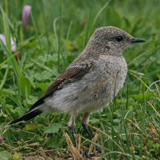 Paprastasis kūltupys - Oenanthe oenanthe, juv. | Fotografas Gintautas Steiblys