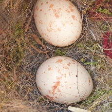 Didžiosios zylės - Parus major kiaušiniai | Fotografas Gintautas Steiblys