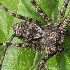 Kamieninis vikrūnas - Philodromus margaritatus | Fotografas Gintautas Steiblys