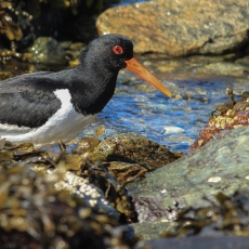 Paprastoji jūršarkė - Haematopus ostralegus | Fotografas Gintautas Steiblys