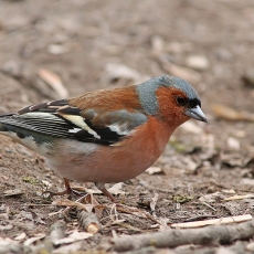 Paprastasis kikilis - Fringilla coelebs ♂ | Fotografas Gintautas Steiblys