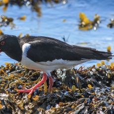 Paprastoji jūršarkė - Haematopus ostralegus | Fotografas Gintautas Steiblys