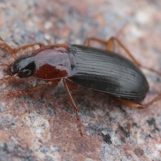 Raudonkrūtinis šukažygis - Calathus melanocephalu | Fotografas Gintautas Steiblys