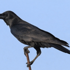 Didžiasnapė varna - Corvus macrorhynchos | Fotografas Gintautas Steiblys
