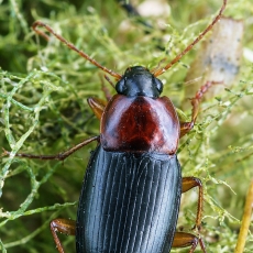 Raudonkrūtinis šukažygis - Calathus melanocephalus | Fotografas Gintautas Steiblys
