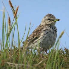 Pievinis kalviukas - Anthus pratensis | Fotografas Gintautas Steiblys