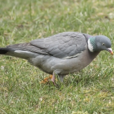Paprastasis keršulis - Columba palumbus | Fotografas Gintautas Steiblys