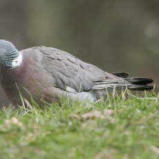 Paprastasis keršulis - Columba palumbus | Fotografas Gintautas Steiblys