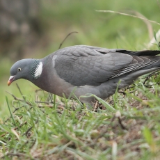Paprastasis keršulis - Columba palumbus | Fotografas Gintautas Steiblys