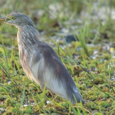 Mangrovinis kūdrinis garnys - Ardeola grayii | Fotografas Gintautas Steiblys